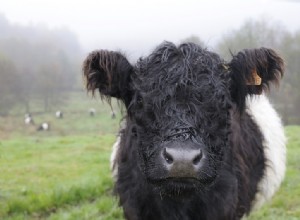 Pourquoi les animaux locaux ne paissent-ils pas dans nos réserves naturelles ? 