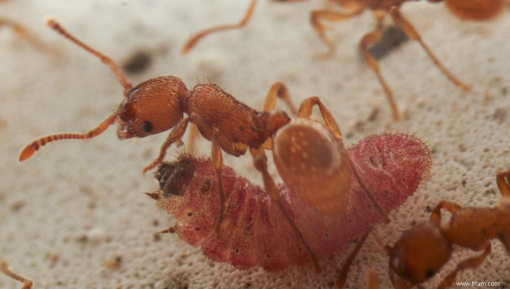 La chenille parasite parle le langage des fourmis 