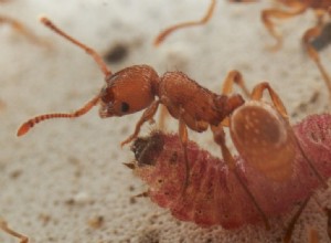 La chenille parasite parle le langage des fourmis 