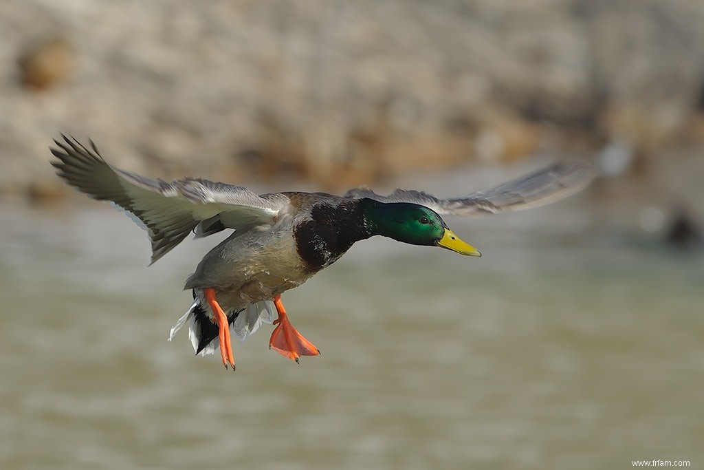 Les oiseaux migrateurs n apportent pas la grippe aviaire, mais attrapez-la ici 