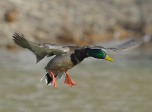 Les oiseaux migrateurs n apportent pas la grippe aviaire, mais attrapez-la ici 