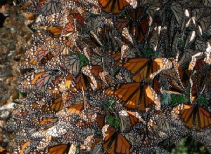 Le génome détermine les ailes de papillon panachées 