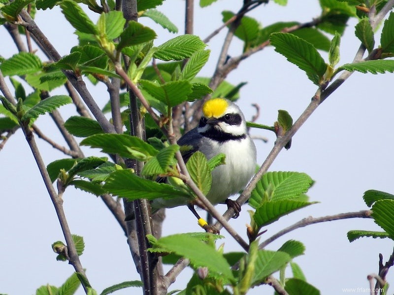 Les oiseaux sentent la tempête approcher 