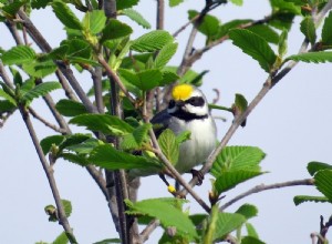 Les oiseaux sentent la tempête approcher 