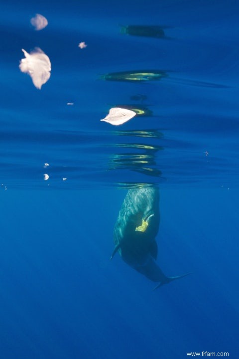 269 ​​000 tonnes de plastique dans l océan 