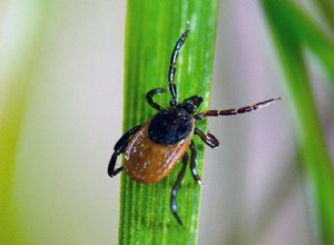 Les animaux volent les bactéries 