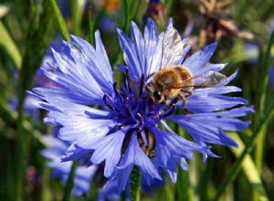 Le manque de nourriture préférée tue les abeilles 