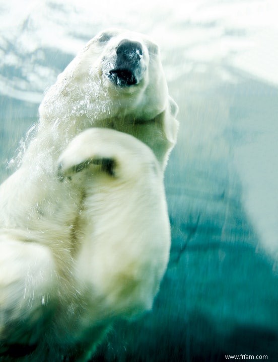 Pas de glace, pas d ours ? 