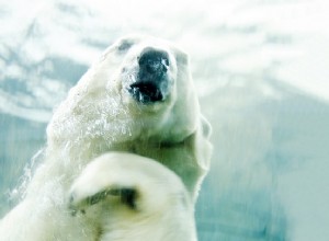 Pas de glace, pas d ours ? 