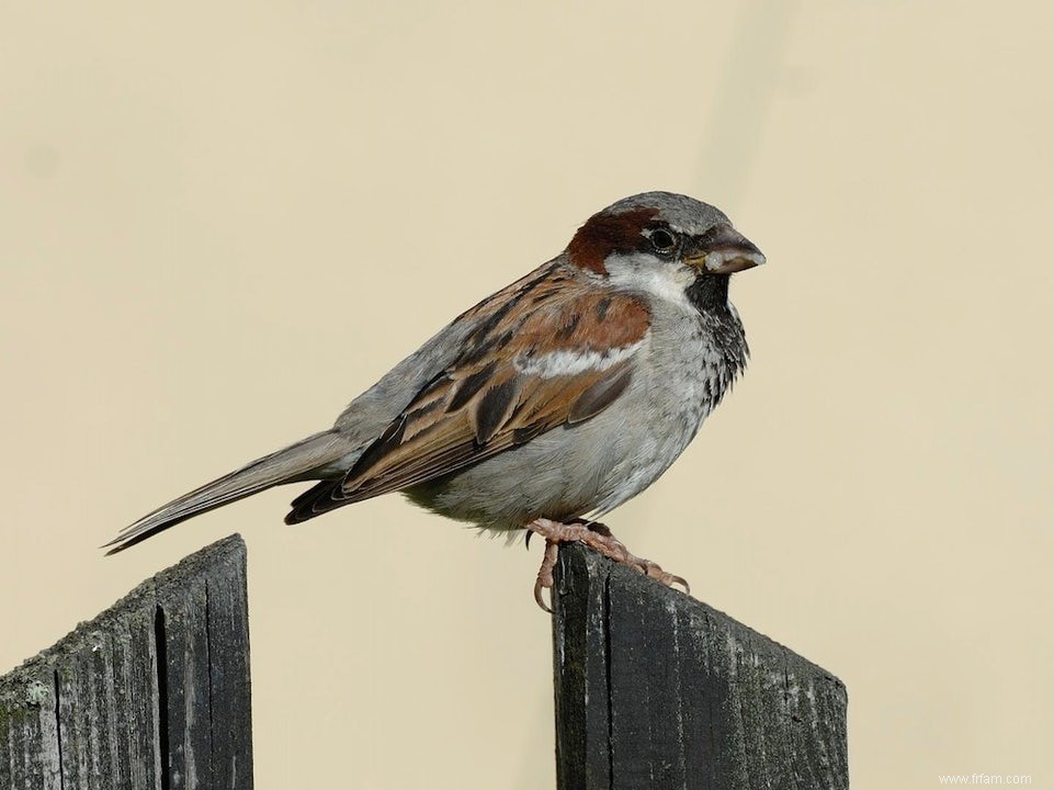 Oiseaux en chute libre 