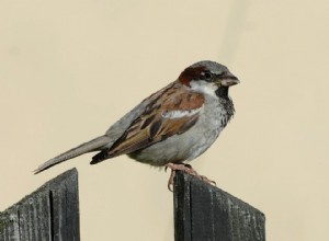 Oiseaux en chute libre 