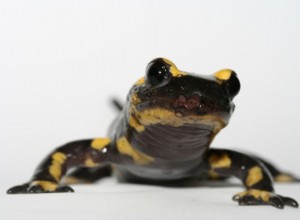 La moisissure menace les salamandres 