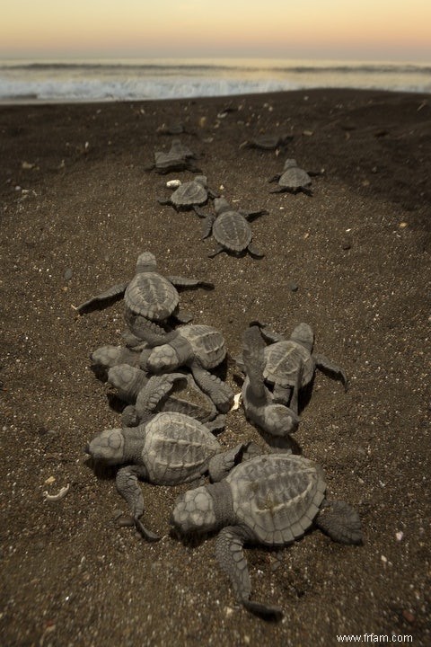 Les tortues de mer suivent des faisceaux magnétiques jusqu à leur domicile 