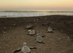 Les tortues de mer suivent des faisceaux magnétiques jusqu à leur domicile 