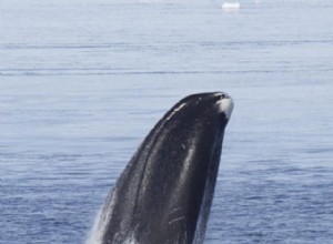 Une vie longue et saine grâce aux gènes de baleine ? 