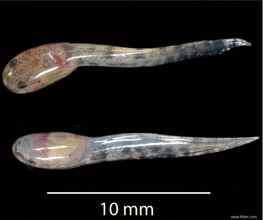 Unique au pays des grenouilles :des espèces qui donnent naissance à des larves 