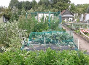 Quelle est la santé du cultivé à la maison? 