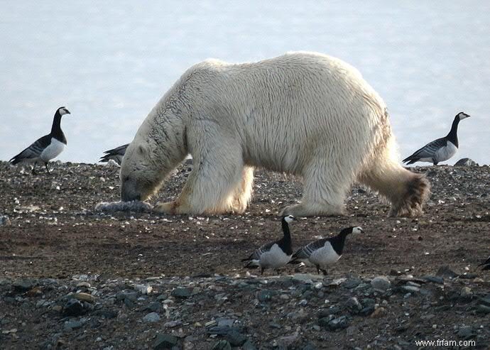 Les ours polaires affamés chassent les œufs d oiseaux 