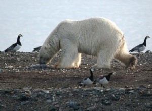 Les ours polaires affamés chassent les œufs d oiseaux 