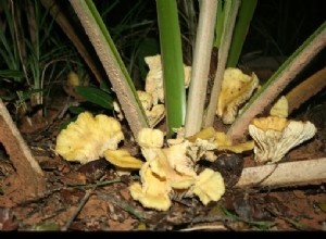 Le mystère des champignons brillants résolu 