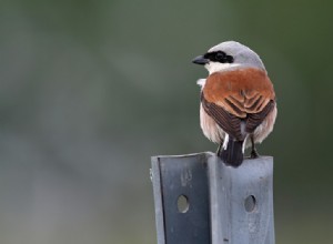 Là où les poteaux disparaissent, la pie-grièche grise disparaît aussi 