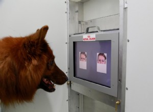 Le chien peut lire les émotions 