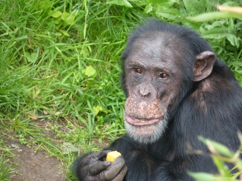 Les singes peuvent aussi apprendre une autre langue 