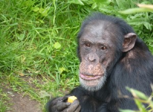 Les singes peuvent aussi apprendre une autre langue 