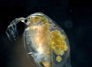 Les puces d eau ressuscitées souffrent de la chaleur 