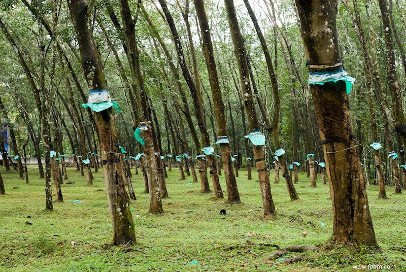 La demande de caoutchouc menace la forêt tropicale 