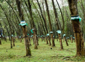 La demande de caoutchouc menace la forêt tropicale 