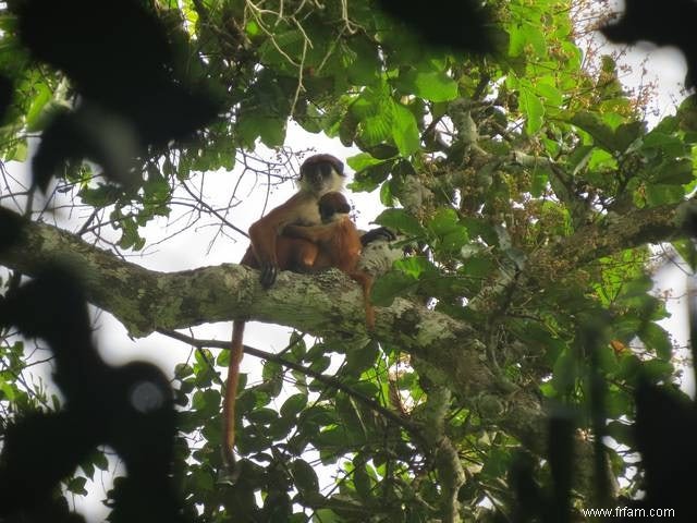 Un biologiste flamand photographie un singe disparu 