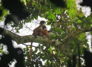 Un biologiste flamand photographie un singe disparu 