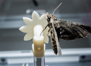 C est ainsi que les papillons fonctionnent dans le noir 