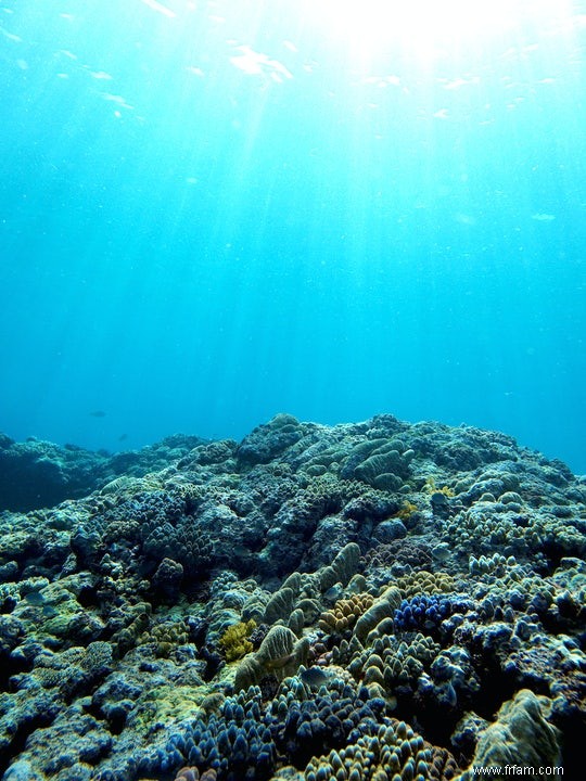 Le changement climatique ne s arrête pas :mauvaise nouvelle pour la vie marine 