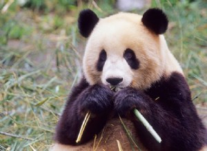 Le bambou ne convient pas au panda 