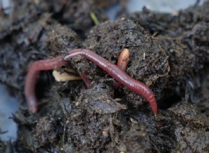 poison végétal ? Le ver de terre sait quoi faire 