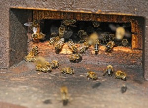 Comment l abeille vaccine ses bébés 