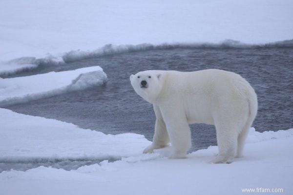 Un ours polaire nage pendant 9 jours à la recherche de glace 