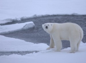 Un ours polaire nage pendant 9 jours à la recherche de glace 