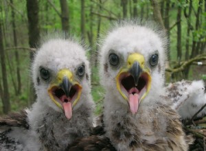 Réserve naturelle de Tchernobyl 