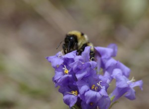 La langue d abeille rétrécit à cause des étés chauds 