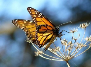 Le génome du papillon contient des gènes de guêpe 