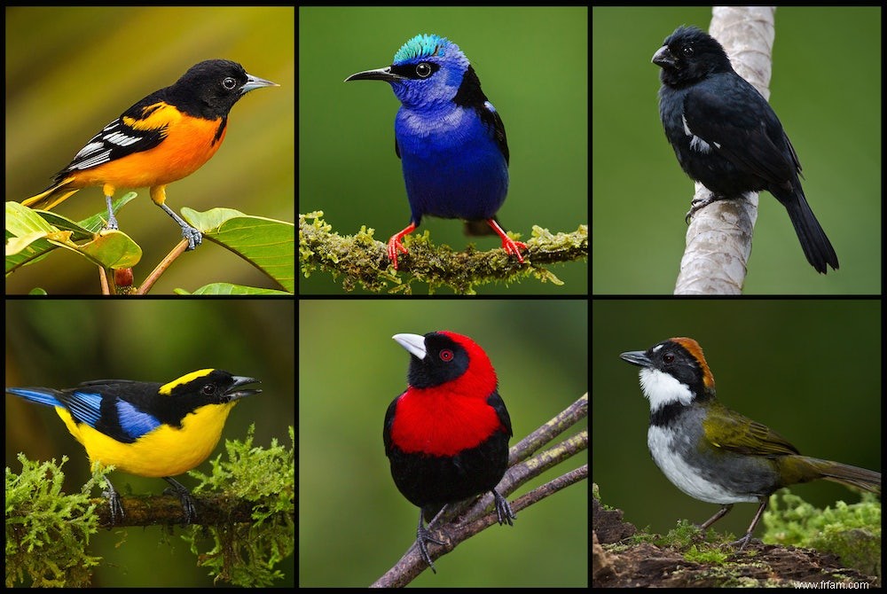 Les oiseaux femelles sont également magnifiquement colorés 