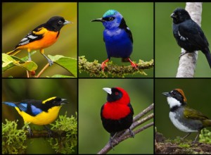 Les oiseaux femelles sont également magnifiquement colorés 