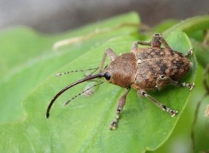 Les insectes sur le toit du musée ressentent le changement climatique 