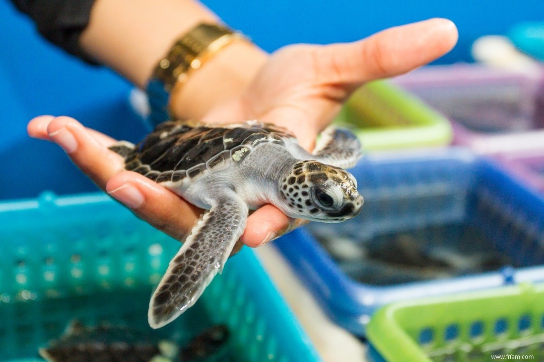 Tortues marines de reproduction dans un noeud 