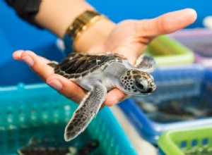 Tortues marines de reproduction dans un noeud 