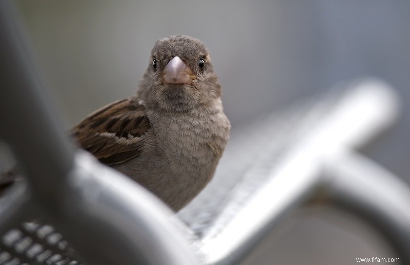 Le moineau domestique reste l oiseau de jardin le plus compté en Flandre 