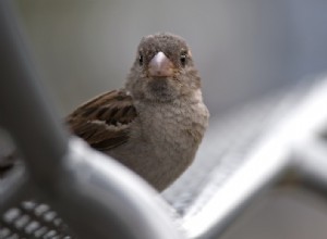 Le moineau domestique reste l oiseau de jardin le plus compté en Flandre 